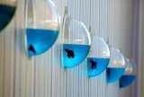 blue fishrooms