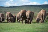 Слоновья дорога