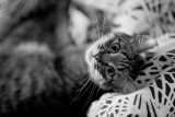 Круговорот кошки в одеяле