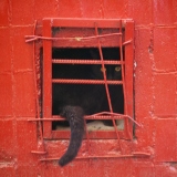 Черный кот в красном квадрате