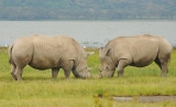 Белые носороги. Национальный парк Озеро Накуру