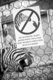 Не кормите зебру.