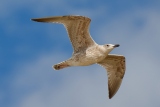 seagull 2