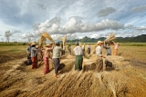 Труженики села. Мьянма 2015 