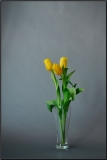 Желтые тюльпаны, оу-о-о...
