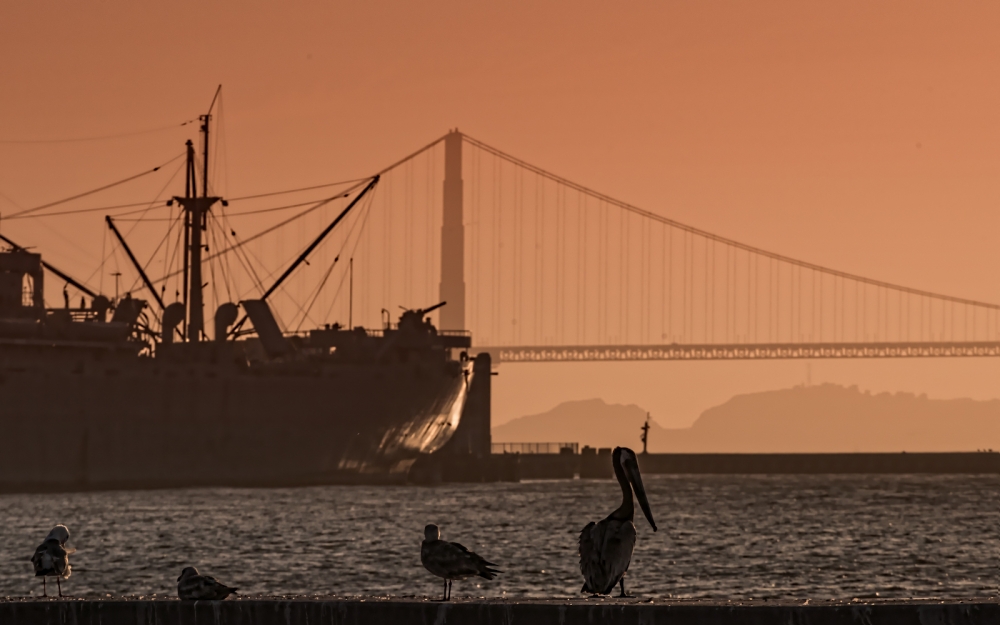 Закат с пеликаном и кораблем