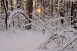 Закат в зимнем лесу