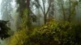 В тумане осеннего леса