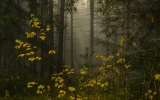 В осеннем лесу
