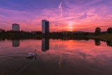 Swan sunset
