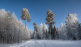 Зимний лес в объятьях тишины