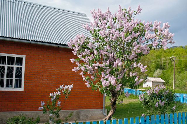 сирень
