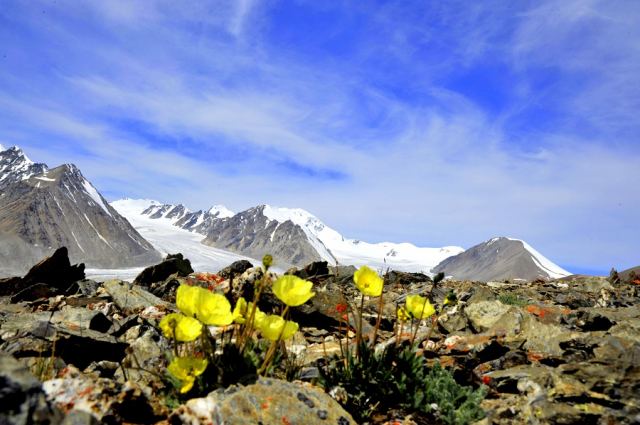Tavan Bogd (Altay,Mongolia)