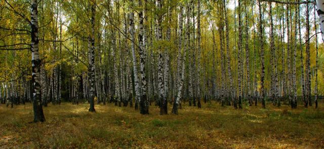 Штрих-код(R)