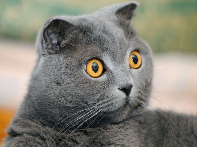 Котишка