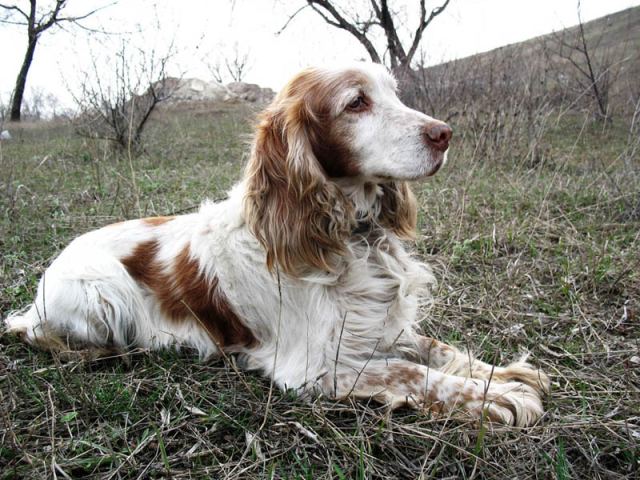 Охотник