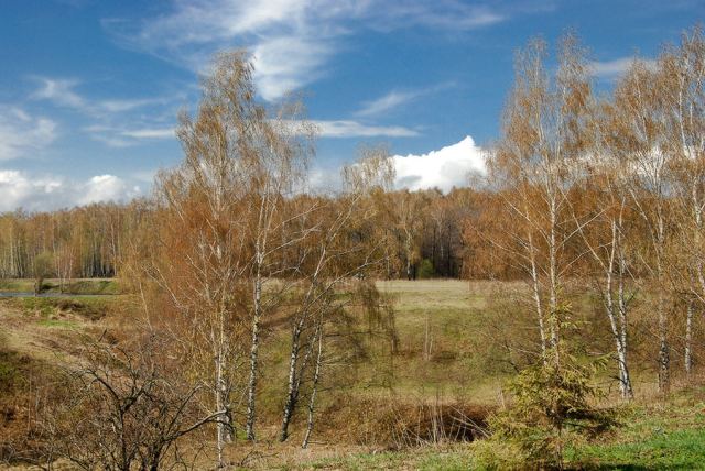 Березки