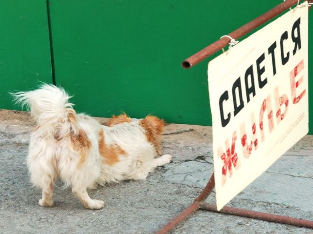 Так почём сдаёте?