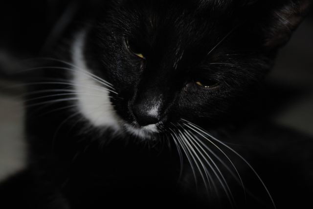 Кошка