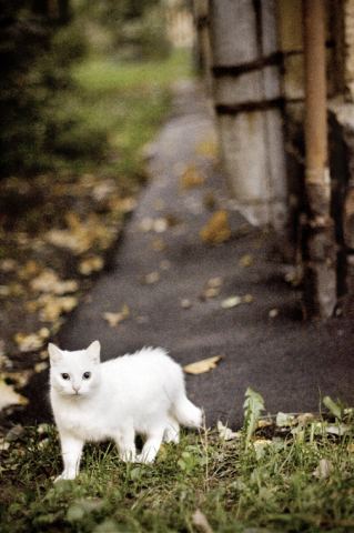 кошка, которая