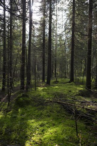 В лесу.