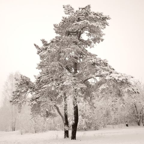 Седая сосна