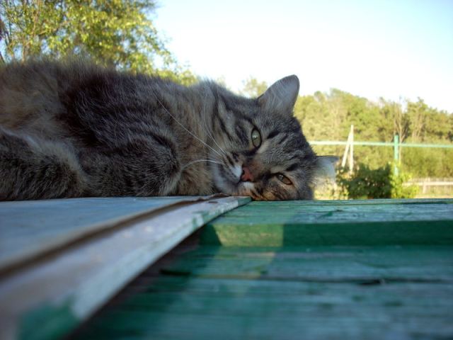 Ленивый кот