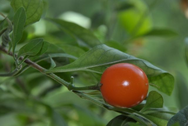 Solanum Pseudocapsicus