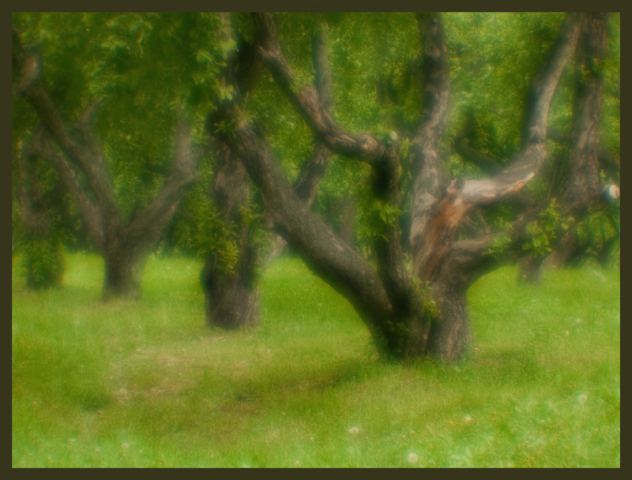 Корявости