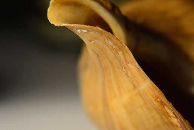 DSC1449_mp_96.jpg