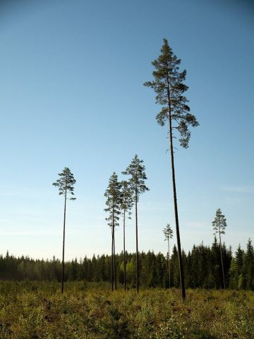 Одиночество
