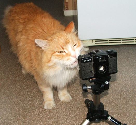 Кот-фотограф