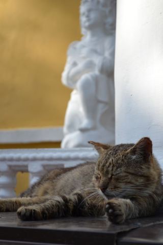 кот.jpg