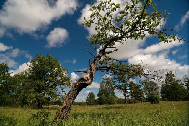 Tokina 12-24