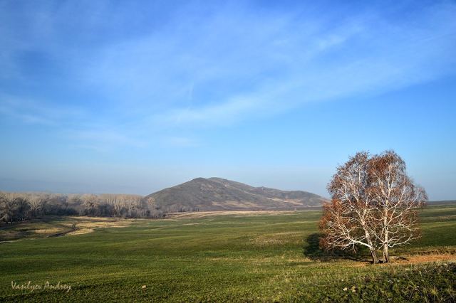 Берёзки в утреннем свете