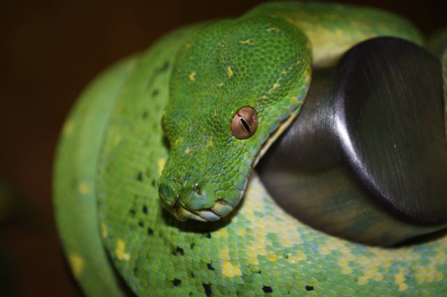 Green Pithon.jpg