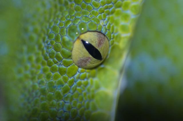 Green Pithon_2.jpg