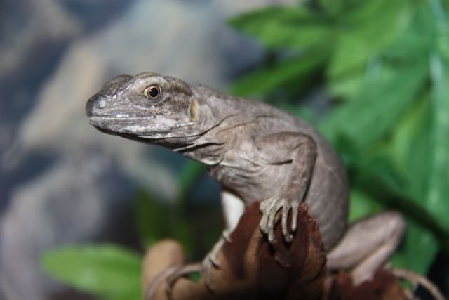 Black Iguana.jpg