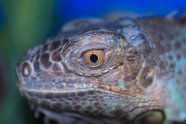 Green Iguana.jpg