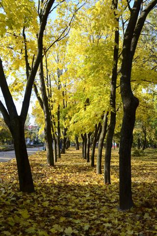 В поисках осени