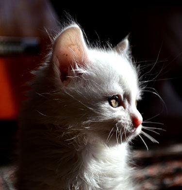 DSC_0173.jpg