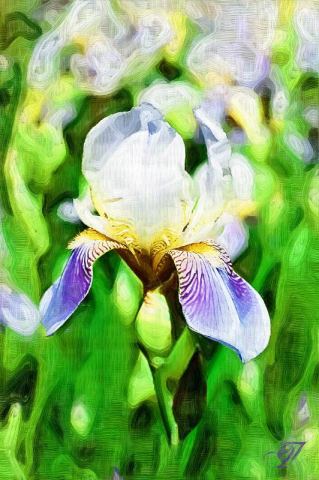 Iris