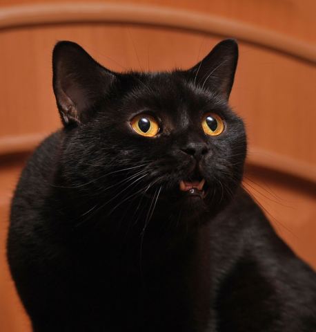 Кот домашний