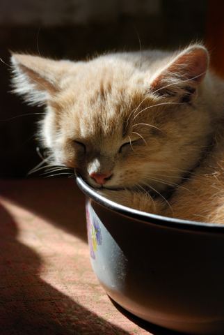 Кормежку не пропущу