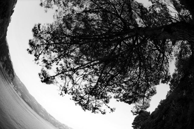 Дерево в Черногории
