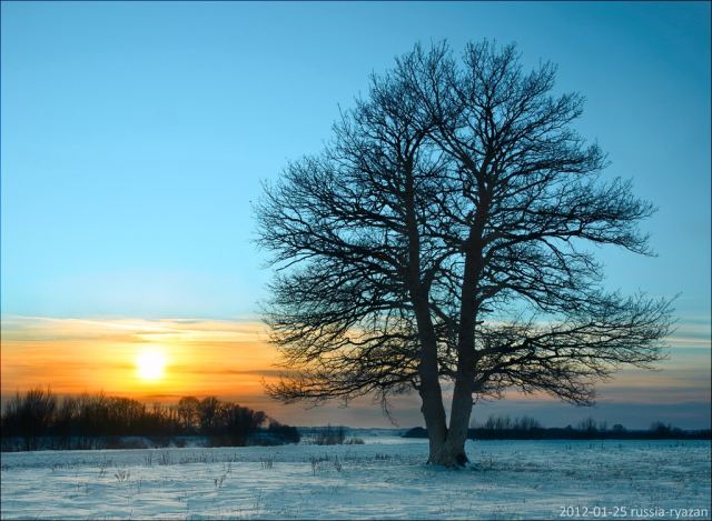 tree.jpg