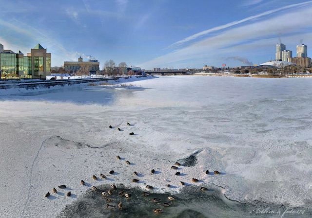 Уточки в городе