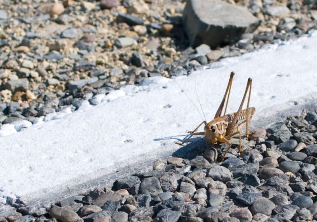Locusta migratoria