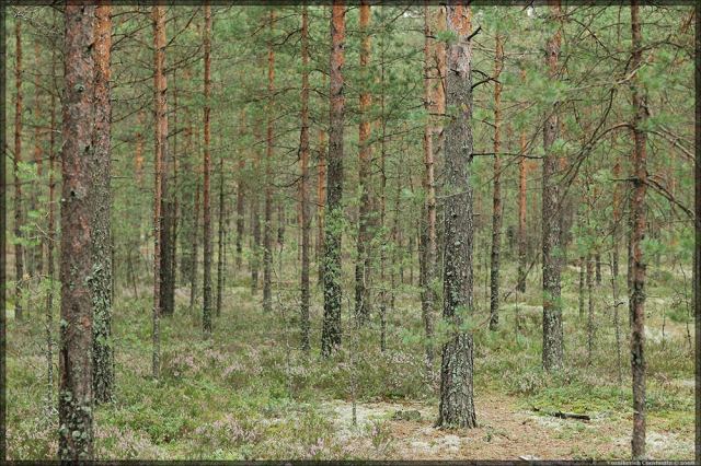 Suomi Forest
