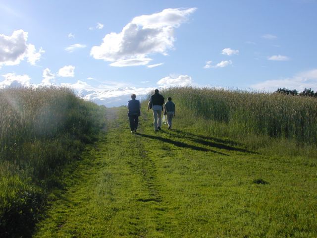 дорога